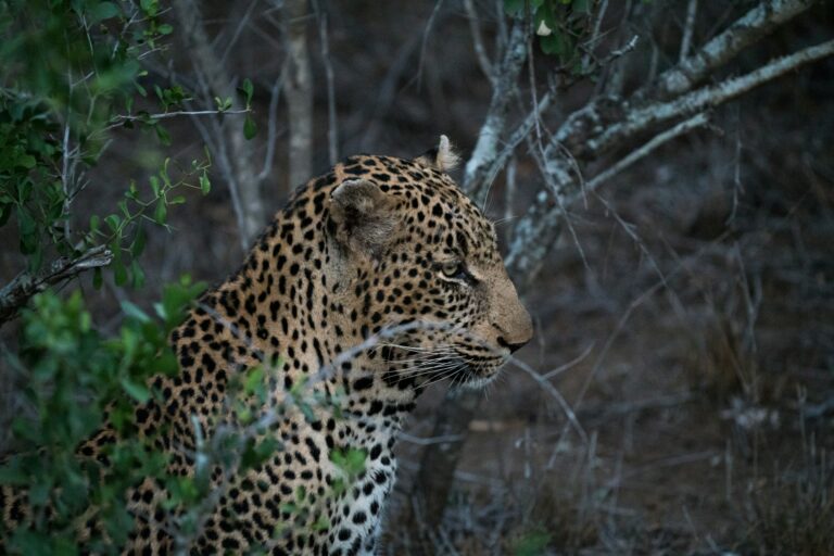 nuit parc animalier enfants